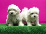 Maltese Terri̇er Yavrusu