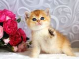 Mükemmel Kalite British shorthair golden dişi
