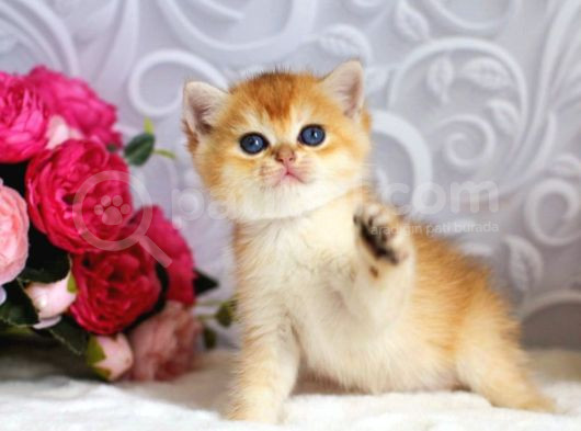 Mükemmel Kalite British Shorthair Golden Dişi