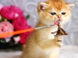Mükemmel Kalite British Shorthair Golden Dişi