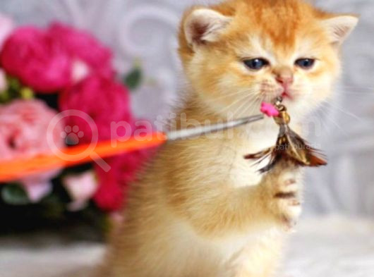 Mükemmel Kalite British Shorthair Golden Dişi görsel