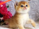 Mükemmel Kalite British Shorthair Golden Dişi
