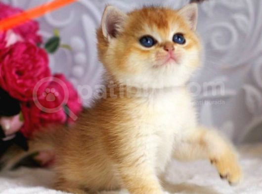 Mükemmel Kalite British Shorthair Golden Dişi görsel