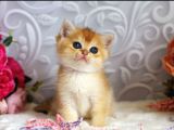 Mükemmel Kalite British Shorthair Golden Dişi