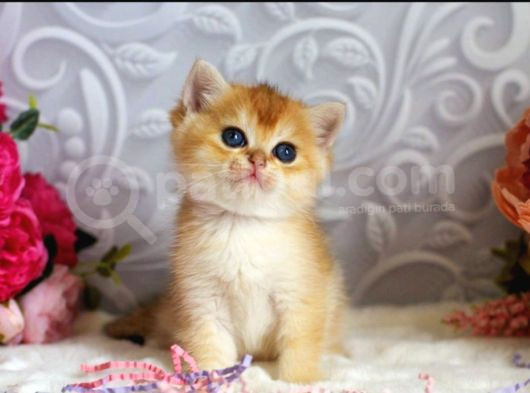 Mükemmel Kalite British Shorthair Golden Dişi görsel
