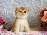 Mükemmel Kalite British Shorthair Golden Dişi