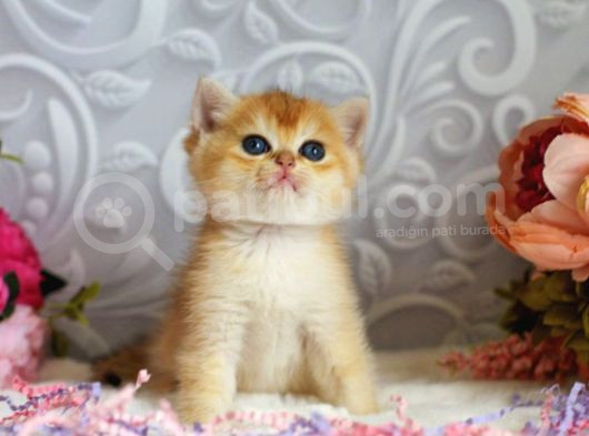 Mükemmel Kalite British Shorthair Golden Dişi görsel