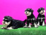 Schnauzer Yavru