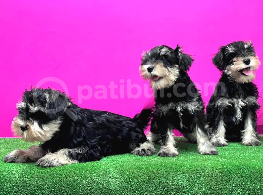 Schnauzer Yavru görsel