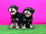 schnauzer yavru