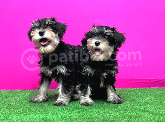 Schnauzer Yavru