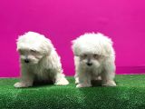 Maltese Terri̇er Yavrusu