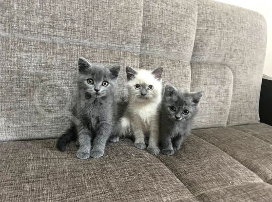 Çooook Sevimli Yavrularım görsel