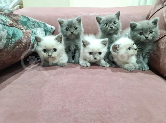 Çooook Sevimli Yavrularım görsel