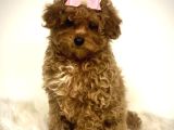 Kahve tonlu puppy kıvırcık tüylü MALTİPO CİNSİ 