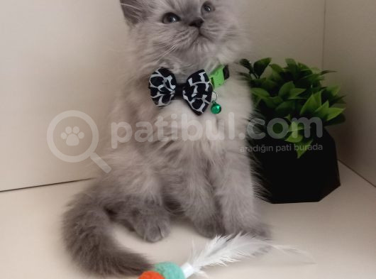 Maviş Gözlü Kızım Yumuşak Tüylü Uysal British Longhair Yavru görsel