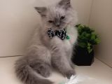 Maviş Gözlü Kızım Yumuşak Tüylü Uysal British Longhair Yavru