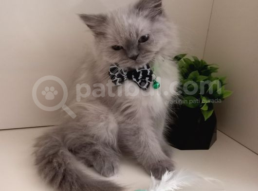 Maviş Gözlü Kızım Yumuşak Tüylü Uysal British Longhair Yavru görsel