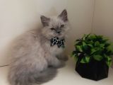 Maviş Gözlü Kızım Yumuşak Tüylü Uysal British Longhair Yavru