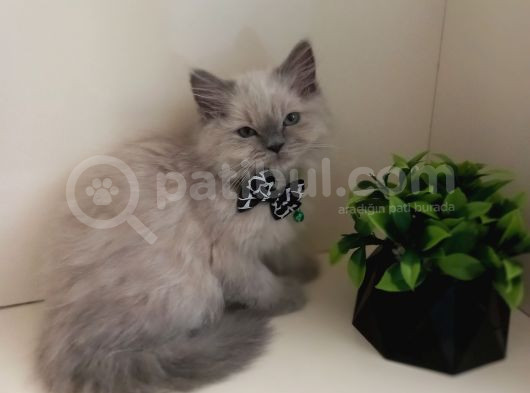 Maviş Gözlü Kızım Yumuşak Tüylü Uysal British Longhair Yavru görsel