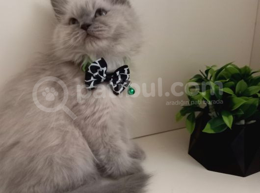Maviş Gözlü Kızım Yumuşak Tüylü Uysal British Longhair Yavru