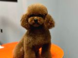0 Numara Kore Poodle
