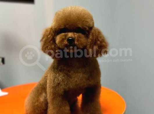0 Numara Kore Poodle görsel