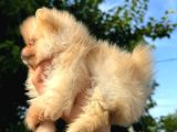 Daha Iyisi Yok Pomeranian Boo Yavru Orjinal