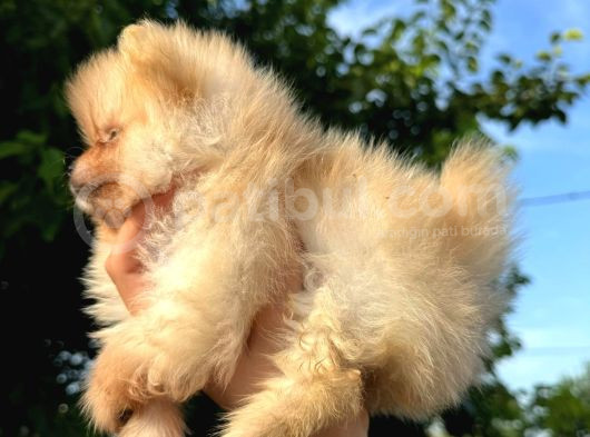Daha Iyisi Yok Pomeranian Boo Yavru Orjinal görsel
