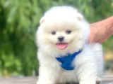 Boo Suratli Mi̇ni̇ Pomerani̇an Yavrular
