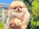 Boo Suratli Mi̇ni̇ Pomerani̇an Yavrular