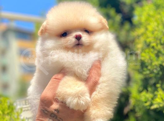 Boo Suratli Mi̇ni̇ Pomerani̇an Yavrular