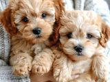 Kıpkırmızı Red Tooy Poodle Sevimli Yavrular 