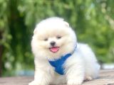 Boo Suratli Mi̇ni̇ Pomerani̇an Yavrular