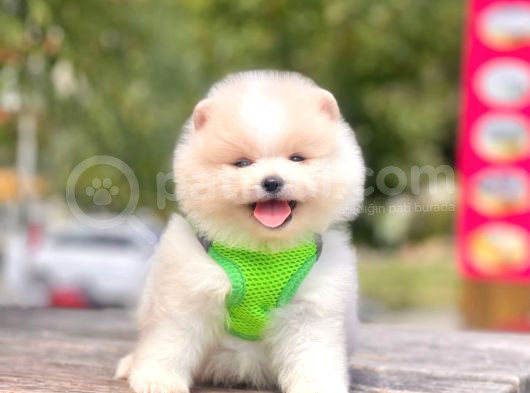 Boo Suratli Mi̇ni̇ Pomerani̇an Yavrular görsel