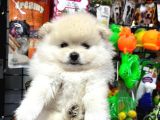 Daha Iyisi Yok Pomeranian Boo Yavru Orjinal