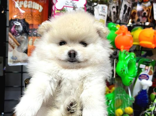 Daha Iyisi Yok Pomeranian Boo Yavru Orjinal görsel
