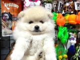 Daha Iyisi Yok Pomeranian Boo Yavru Orjinal