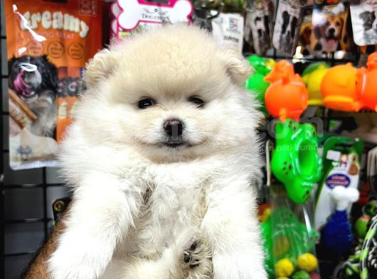Daha Iyisi Yok Pomeranian Boo Yavru Orjinal görsel