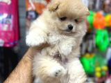 Daha iyisi yok pomeranian boo yavru orjinal