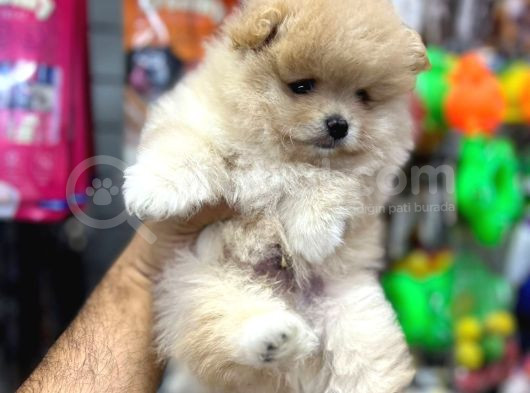 Daha Iyisi Yok Pomeranian Boo Yavru Orjinal