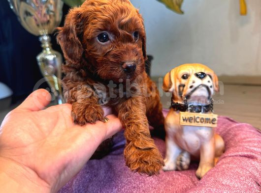 En Zeki Tuvalet Eğitimli A Secereli Toy Poodle görsel