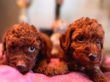 En Zeki Tuvalet Eğitimli A Secereli Toy Poodle