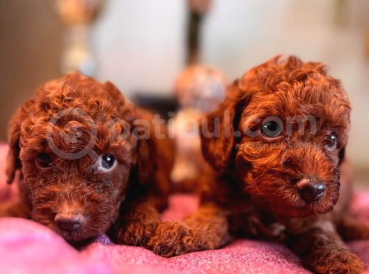 En Zeki Tuvalet Eğitimli A Secereli Toy Poodle görsel