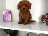 Evde Bakılan Orjinal Toy Poodle Bebeklerim