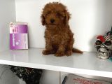 Evde Bakılan Orjinal Toy poodle bebeklerim