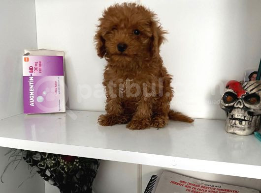 Evde Bakılan Orjinal Toy Poodle Bebeklerim