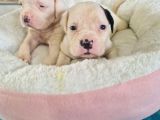 En iyi bekçi köpeği a secereli Dev Amerikan bulldog