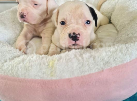 En Iyi Bekçi Köpeği A Secereli Dev Amerikan Bulldog