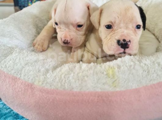 En Iyi Bekçi Köpeği A Secereli Dev Amerikan Bulldog görsel